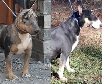 processed/4bcb8558-a1fe-49d3-9f03-2e89b59b5699/listing/6c8a6b26-6ba8-450d-9f30-94ff649cd553/e4c89ff0-1b34-4a7f-b822-8b7a59d37e31