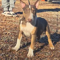 Honey Choco M1, a male Miniature Bull Terrier for sale in Texarkana, TX – Photo 2 of 5