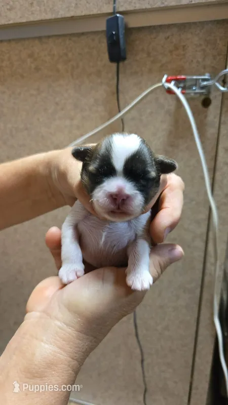 Boy 3 – Shih Tzu puppy for sale in Texarkana, TX