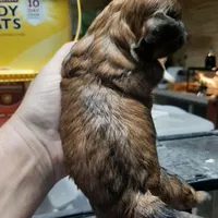 Shih Girl, a female Shih Tzu for sale in Texarkana, TX – Photo 4 of 5