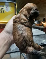 Shih Girl, a female Shih Tzu for sale in Texarkana, TX – Photo 3 of 3