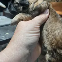 Shih Girl, a female Shih Tzu for sale in Texarkana, TX – Photo 3 of 5