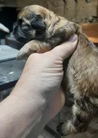 Shih Girl, a female Shih Tzu for sale in Texarkana, TX – Photo 2 of 3