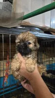Shih Girl, a female Shih Tzu for sale in Texarkana, TX – Photo 1 of 5
