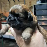Shih Girl, a female Shih Tzu for sale in Texarkana, TX – Photo 2 of 5