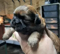 Shih Girl, a female Shih Tzu for sale in Texarkana, TX – Photo 1 of 3