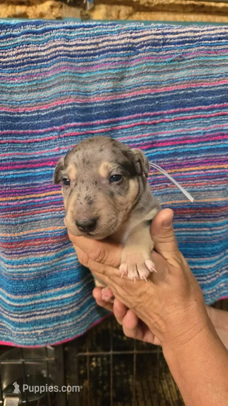Gray Boy – Miniature Bull Terrier puppy for sale in Texarkana, TX