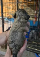 Shih Boy, a male Shih Tzu for sale in Texarkana, TX – 3 of 3