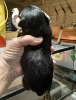 York Boy, a male Shorkie for sale in Texarkana, TX – Photo 4 of 4