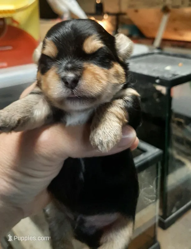 York Boy, a male Shorkie for sale in Texarkana, TX – Photo 1 of 4