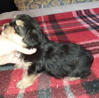 York Boy, a male Shorkie for sale in Texarkana, TX – Photo 4 of 5