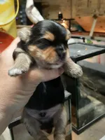 York Boy, a male Shorkie for sale in Texarkana, TX – Photo 2 of 4