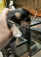 York Boy, a male Shorkie for sale in Texarkana, TX – Photo 3 of 4