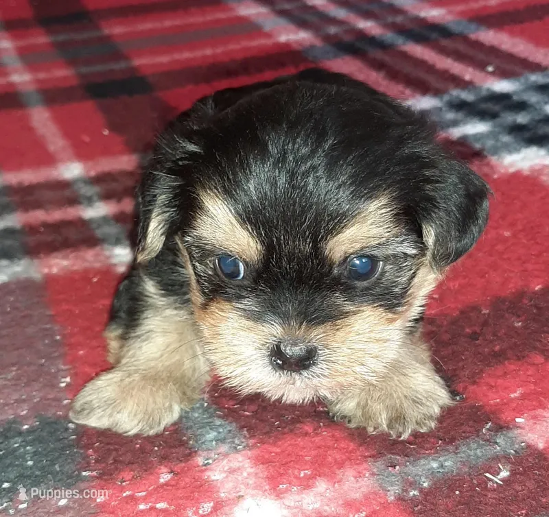 York Boy – Shorkie puppy for sale in Texarkana, TX