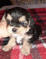 York Boy, a male Shorkie for sale in Texarkana, TX – Photo 5 of 5