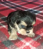 York Boy, a male Shorkie for sale in Texarkana, TX – Photo 2 of 5