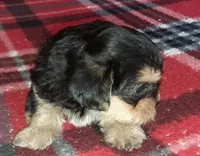 York Boy, a male Shorkie for sale in Texarkana, TX – Photo 3 of 5