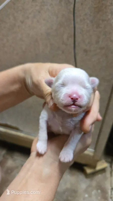 Shih 2 – Shih Tzu puppy for sale in Texarkana, TX