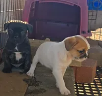 French-tzu M2, a male French Bulldog and Shih Tzu for sale in Texarkana, TX – Photo 3 of 5