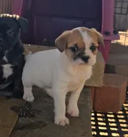 French-tzu M2, a male French Bulldog and Shih Tzu for sale in Texarkana, TX – Photo 1 of 5