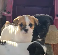 French-tzu M2, a male French Bulldog and Shih Tzu for sale in Texarkana, TX – Photo 4 of 5