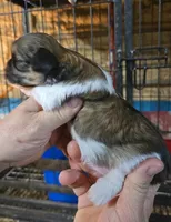 Shih-tzu F3 No Tail, a female Shih Tzu for sale in Texarkana, TX – 3 of 3