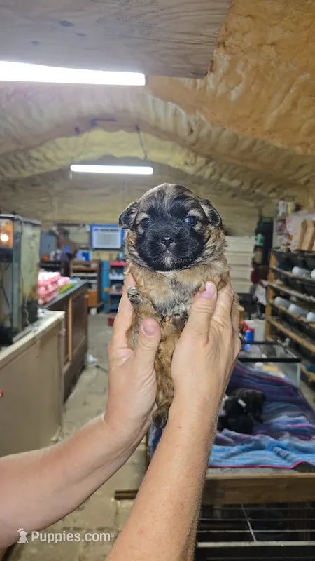 Boy 3 – French Bulldog, Shih Tzu puppy for sale in Texarkana, TX