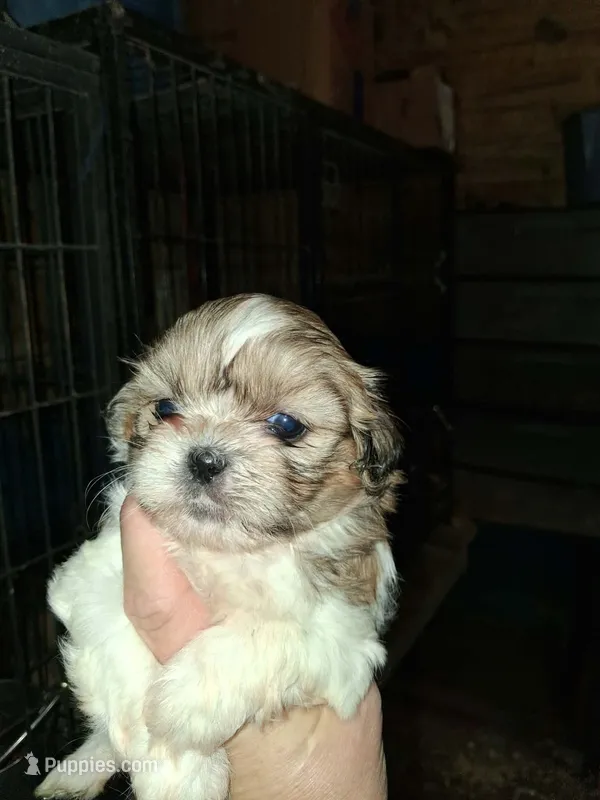 Shih F1 – Shih Tzu puppy for sale in Texarkana, TX