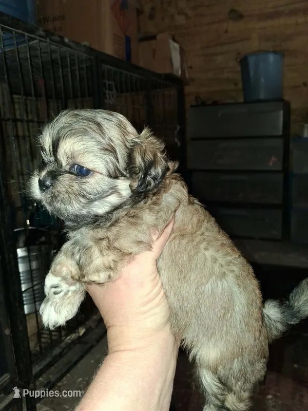 Shih Boy – Shih Tzu puppy for sale in Texarkana, TX