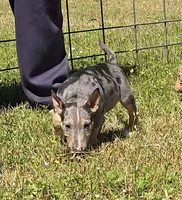 Merle Tri Girl 2, a female Miniature Bull Terrier for sale in Texarkana, TX – Photo 2 of 3