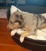 Merle Tri Girl 2, a female Miniature Bull Terrier for sale in Texarkana, TX – Photo 6 of 9