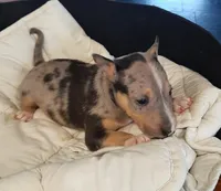 Merle Tri Girl 2, a female Miniature Bull Terrier for sale in Texarkana, TX – Photo 1 of 9
