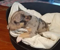 Merle Tri Girl 2, a female Miniature Bull Terrier for sale in Texarkana, TX – Photo 4 of 9