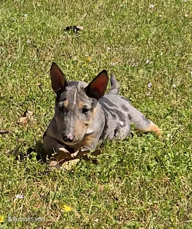 Merle Tri Girl 2 – Miniature Bull Terrier puppy for sale in Texarkana, TX