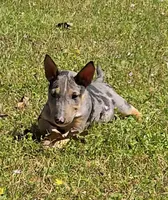 Merle Tri Girl 2, a female Miniature Bull Terrier for sale in Texarkana, TX – Photo 1 of 3