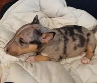 Merle Tri Girl 2, a female Miniature Bull Terrier for sale in Texarkana, TX – Photo 3 of 9