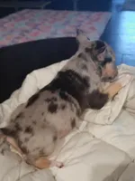 Merle Tri Girl 2, a female Miniature Bull Terrier for sale in Texarkana, TX – Photo 5 of 9