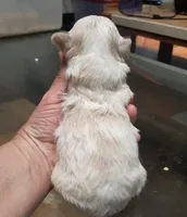 processed/4bcb8558-a1fe-49d3-9f03-2e89b59b5699/listing/9bc3856b-477a-488b-8b6d-e384cdcdd05e/5a173133-29af-435b-b5f5-b5ffe6bb7b6c