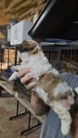 Shih M1, a male Shih Tzu for sale in Texarkana, TX – 2 of 2