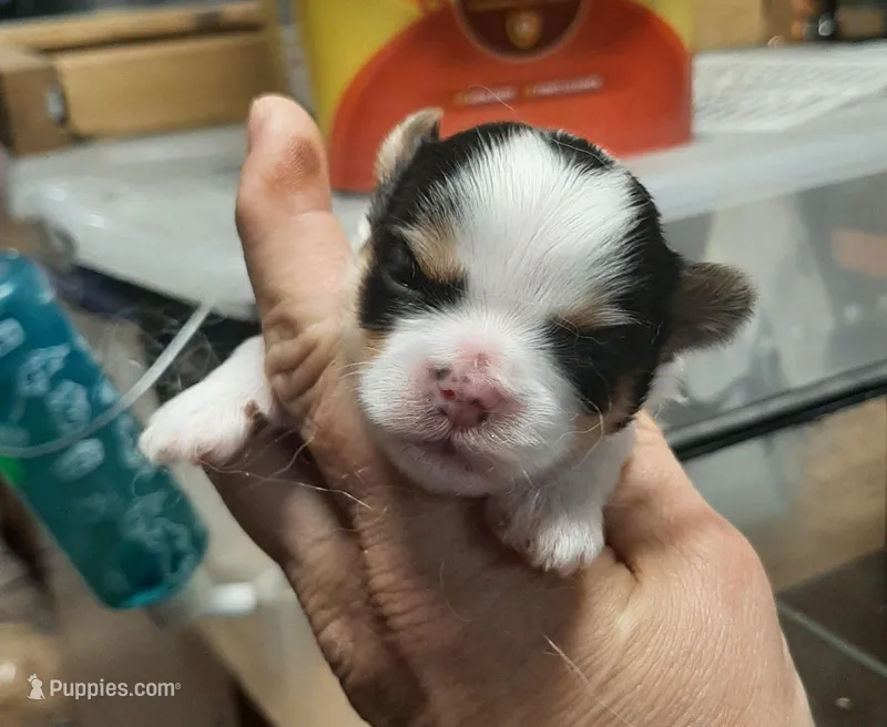 York Girl 1, a female Shorkie for sale in Texarkana, TX – Photo 1 of 5