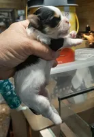 York Girl 1, a female Shorkie for sale in Texarkana, TX – Photo 5 of 5