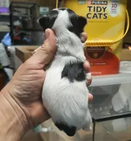 York Girl 1, a female Shorkie for sale in Texarkana, TX – Photo 4 of 5