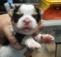 York Girl 1, a female Shorkie for sale in Texarkana, TX – Photo 2 of 5