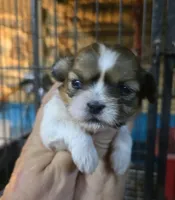 Shih F1, a female Shih Tzu for sale in Texarkana, TX – 1 of 2