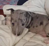 Merle Tri Girl, a female Miniature Bull Terrier for sale in Texarkana, TX – Photo 1 of 8