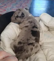 Merle Tri Girl, a female Miniature Bull Terrier for sale in Texarkana, TX – Photo 3 of 8