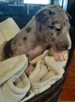 Merle Tri Girl, a female Miniature Bull Terrier for sale in Texarkana, TX – Photo 6 of 8