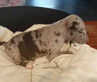 Merle Tri Girl, a female Miniature Bull Terrier for sale in Texarkana, TX – Photo 2 of 8