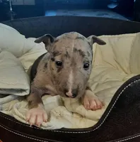 Merle Tri Girl, a female Miniature Bull Terrier for sale in Texarkana, TX – Photo 4 of 8