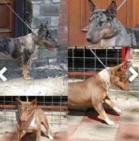 Merle Tri Girl, a female Miniature Bull Terrier for sale in Texarkana, TX – Photo 8 of 8